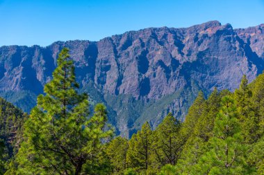 İspanya 'daki La Palma, Kanarya Adaları' ndaki Caldera de Taburiente Ulusal Parkı 'nın yamaçlarındaki çam ormanı..
