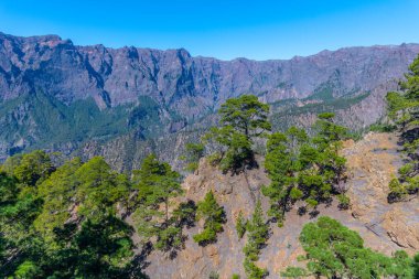 İspanya 'daki La Palma, Kanarya Adaları' ndaki Caldera de Taburiente Ulusal Parkı 'nın yamaçlarındaki çam ormanı..