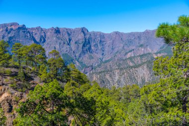 İspanya 'daki La Palma, Kanarya Adaları' ndaki Caldera de Taburiente Ulusal Parkı 'nın yamaçlarındaki çam ormanı..