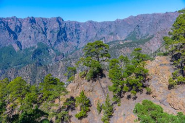 İspanya 'daki La Palma, Kanarya Adaları' ndaki Caldera de Taburiente Ulusal Parkı 'nın yamaçlarındaki çam ormanı..