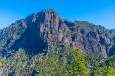 İspanya 'daki La Palma, Kanarya Adaları' ndaki Caldera de Taburiente Ulusal Parkı 'nın yamaçlarındaki çam ormanı..