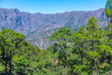 İspanya 'daki La Palma, Kanarya Adaları' ndaki Caldera de Taburiente Ulusal Parkı 'nın yamaçlarındaki çam ormanı..