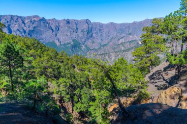 İspanya 'daki La Palma, Kanarya Adaları' ndaki Caldera de Taburiente Ulusal Parkı 'nın yamaçlarındaki çam ormanı..