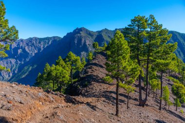 İspanya 'daki La Palma, Kanarya Adaları' ndaki Caldera de Taburiente Ulusal Parkı 'nın yamaçlarındaki çam ormanı..