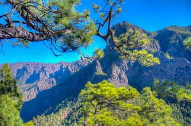 İspanya 'daki La Palma, Kanarya Adaları' ndaki Caldera de Taburiente Ulusal Parkı 'nın yamaçlarındaki çam ormanı..