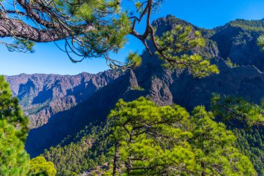 İspanya 'daki La Palma, Kanarya Adaları' ndaki Caldera de Taburiente Ulusal Parkı 'nın yamaçlarındaki çam ormanı..