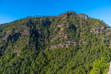 İspanya 'daki La Palma, Kanarya Adaları' ndaki Caldera de Taburiente Ulusal Parkı 'nın yamaçlarındaki çam ormanı..