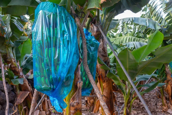 在西班牙加那利群岛的拉帕尔玛香蕉种植园 — 图库照片