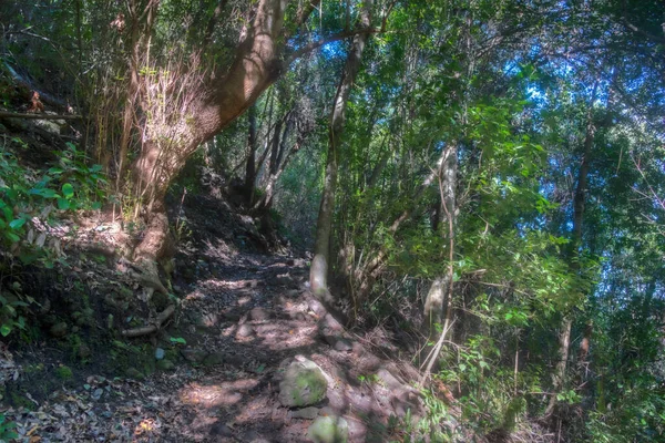 Los Tilos Regenwald Auf Palma Kanarische Inseln Spanien — Stockfoto