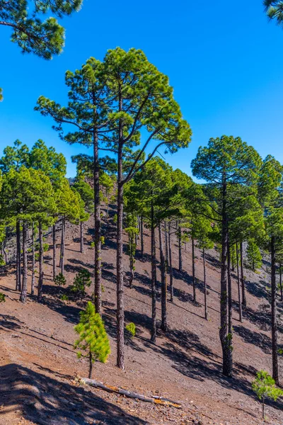 İspanya 'daki La Palma, Kanarya Adaları' ndaki Caldera de Taburiente Ulusal Parkı 'nın yamaçlarındaki çam ormanı..