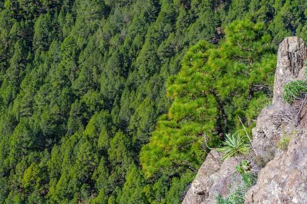 Borový Les Svazích Národního Parku Caldera Taburiente Palma Kanárské Ostrovy — Stock fotografie
