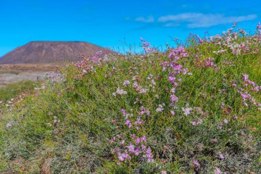 Lobos Adası volkanik manzarası, Kanarya Adaları, İspanya.