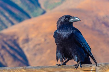 Siyah karga Fuerteventura, Kanarya Adaları üzerinde dinleniyor, İspanya.