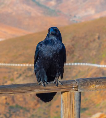 Siyah karga Fuerteventura, Kanarya Adaları üzerinde dinleniyor, İspanya.