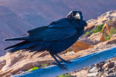 Siyah karga Fuerteventura, Kanarya Adaları üzerinde dinleniyor, İspanya.