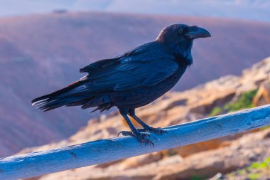 Siyah karga Fuerteventura, Kanarya Adaları üzerinde dinleniyor, İspanya.