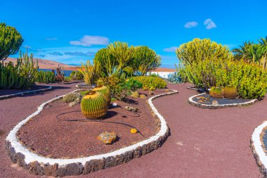 İspanya, Kanarya Adaları, Fuerteventura 'daki Majorero Müzesi' ndeki kaktüs bahçesi..