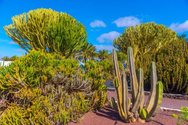 İspanya, Kanarya Adaları, Fuerteventura 'daki Majorero Müzesi' ndeki kaktüs bahçesi..