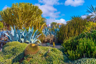 İspanya, Kanarya Adaları, Fuerteventura 'daki Majorero Müzesi' ndeki kaktüs bahçesi..