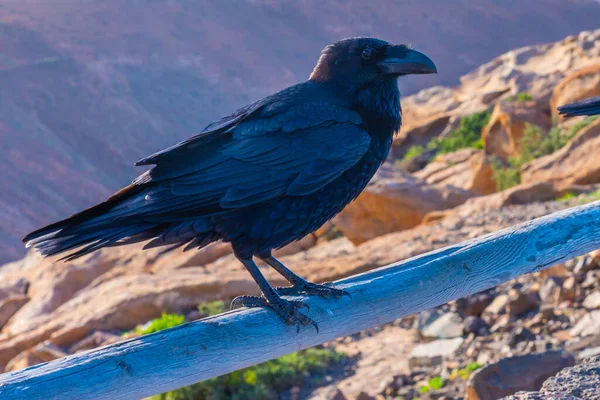 Siyah karga Fuerteventura, Kanarya Adaları üzerinde dinleniyor, İspanya.