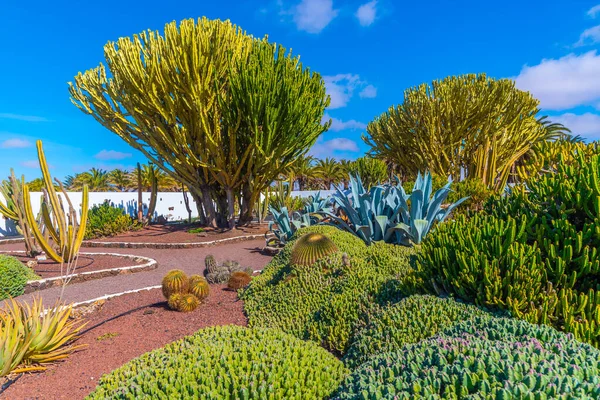 Kakteengarten Käsemuseum Von Majorero Auf Fuerteventura Kanarische Inseln Spanien — Stockfoto