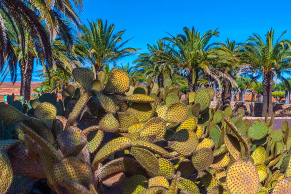 Cacti Trädgård Museum Mallorca Ost Fuerteventura Kanarieöarna Spanien — Stockfoto