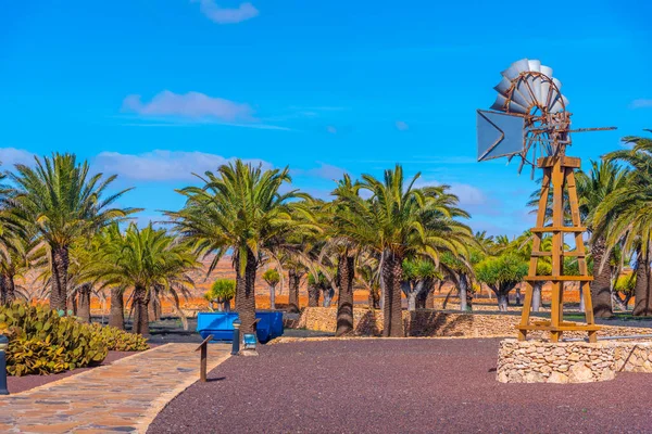 Palmträdgård Museum Mallorca Ost Fuerteventura Kanarieöarna Spanien — Stockfoto