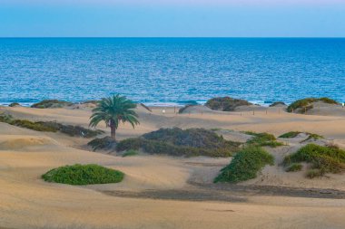 Maspalomas, Gran Kanarya, Kanarya Adaları, İspanya 'da kum tepeleri üzerinde gün batımı.