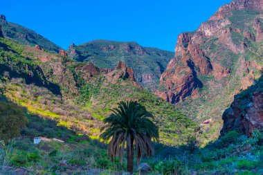 Gran Canaria 'daki Barranco de Guayadeque vadisi, Kanarya adaları, İspanya.