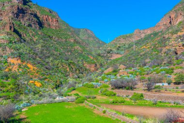Gran Canaria 'daki Barranco de Guayadeque vadisi, Kanarya adaları, İspanya.