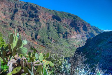 Gran Canaria 'daki Barranco de Guayadeque vadisi, Kanarya adaları, İspanya.