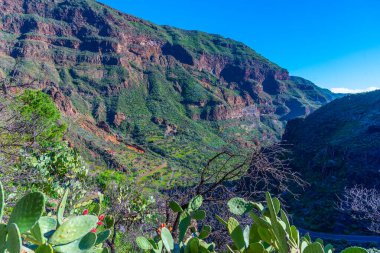Gran Canaria 'daki Barranco de Guayadeque vadisi, Kanarya adaları, İspanya.