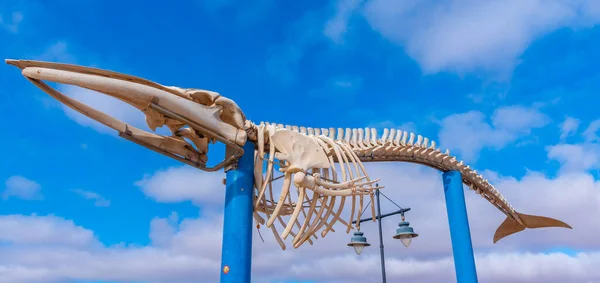 Esqueleto Baleia Exibido Fuerteventura Ilhas Canárias Espanha — Fotografia de Stock