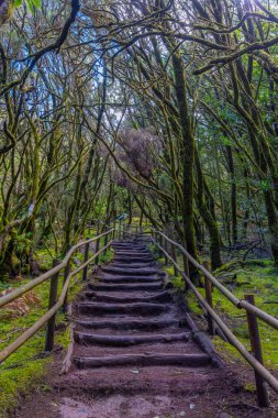 Laurisilva yağmur ormanları La Gomera 'daki Garajonay Ulusal Parkı, Kanarya Adaları, İspanya.