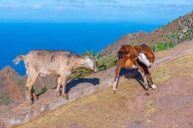 Gomera 'da Keçi, Kanarya Adaları, İspanya.