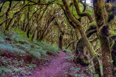 Laurisilva yağmur ormanları La Gomera 'daki Garajonay Ulusal Parkı, Kanarya Adaları, İspanya.