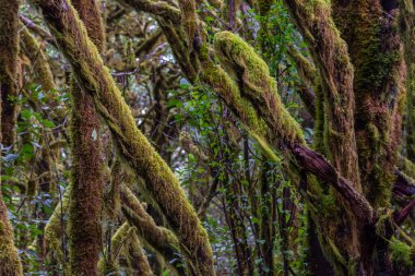 Laurisilva yağmur ormanları La Gomera 'daki Garajonay Ulusal Parkı, Kanarya Adaları, İspanya.