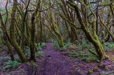Laurisilva yağmur ormanları La Gomera 'daki Garajonay Ulusal Parkı, Kanarya Adaları, İspanya.
