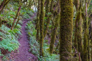 Laurisilva yağmur ormanları La Gomera 'daki Garajonay Ulusal Parkı, Kanarya Adaları, İspanya.
