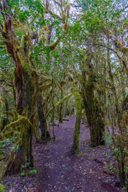 Laurisilva yağmur ormanları La Gomera 'daki Garajonay Ulusal Parkı, Kanarya Adaları, İspanya.