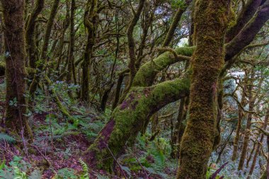 Laurisilva yağmur ormanları La Gomera 'daki Garajonay Ulusal Parkı, Kanarya Adaları, İspanya.