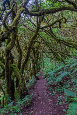 Laurisilva yağmur ormanları La Gomera 'daki Garajonay Ulusal Parkı, Kanarya Adaları, İspanya.