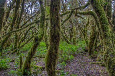 Laurisilva yağmur ormanları La Gomera 'daki Garajonay Ulusal Parkı, Kanarya Adaları, İspanya.