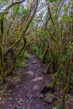Laurisilva yağmur ormanları La Gomera 'daki Garajonay Ulusal Parkı, Kanarya Adaları, İspanya.