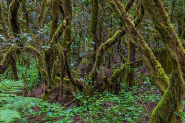 Laurisilva yağmur ormanları La Gomera 'daki Garajonay Ulusal Parkı, Kanarya Adaları, İspanya.