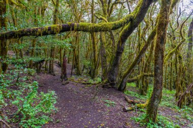 Laurisilva yağmur ormanları La Gomera 'daki Garajonay Ulusal Parkı, Kanarya Adaları, İspanya.