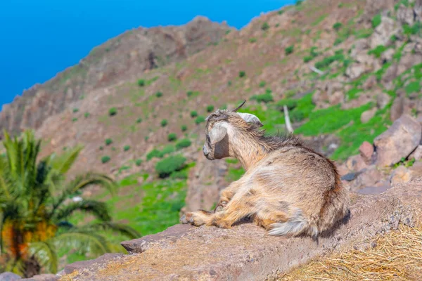 Granja Caprina Gomera Islas Canarias España — Foto de Stock