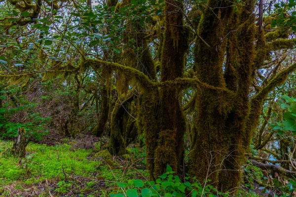 Тропічний Ліс Лаурісілва Національному Парку Гарайоне Острові Гомера Канарські Острови — стокове фото