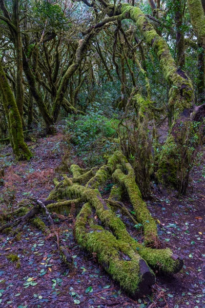Laurisilva yağmur ormanları La Gomera 'daki Garajonay Ulusal Parkı, Kanarya Adaları, İspanya.