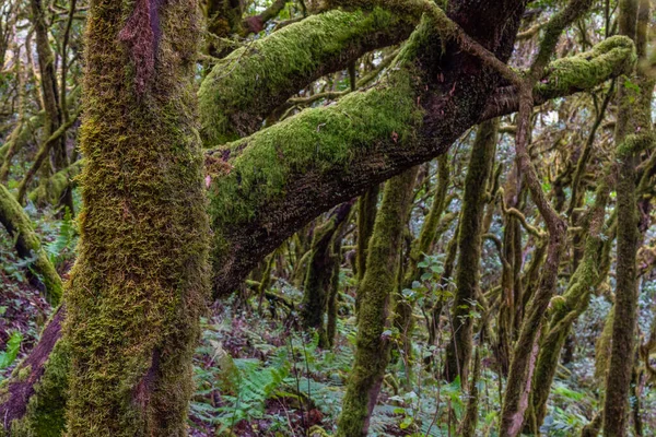 Δάσος Laurisilva Στο Εθνικό Πάρκο Garajonay Στο Gomera Κανάριοι Νήσοι — Φωτογραφία Αρχείου